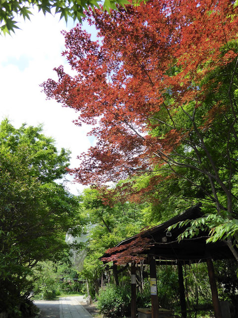 京都御苑・宗像神社（むなかたじんじゃ）5月の紅葉
