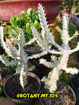 Euphorbia lactea