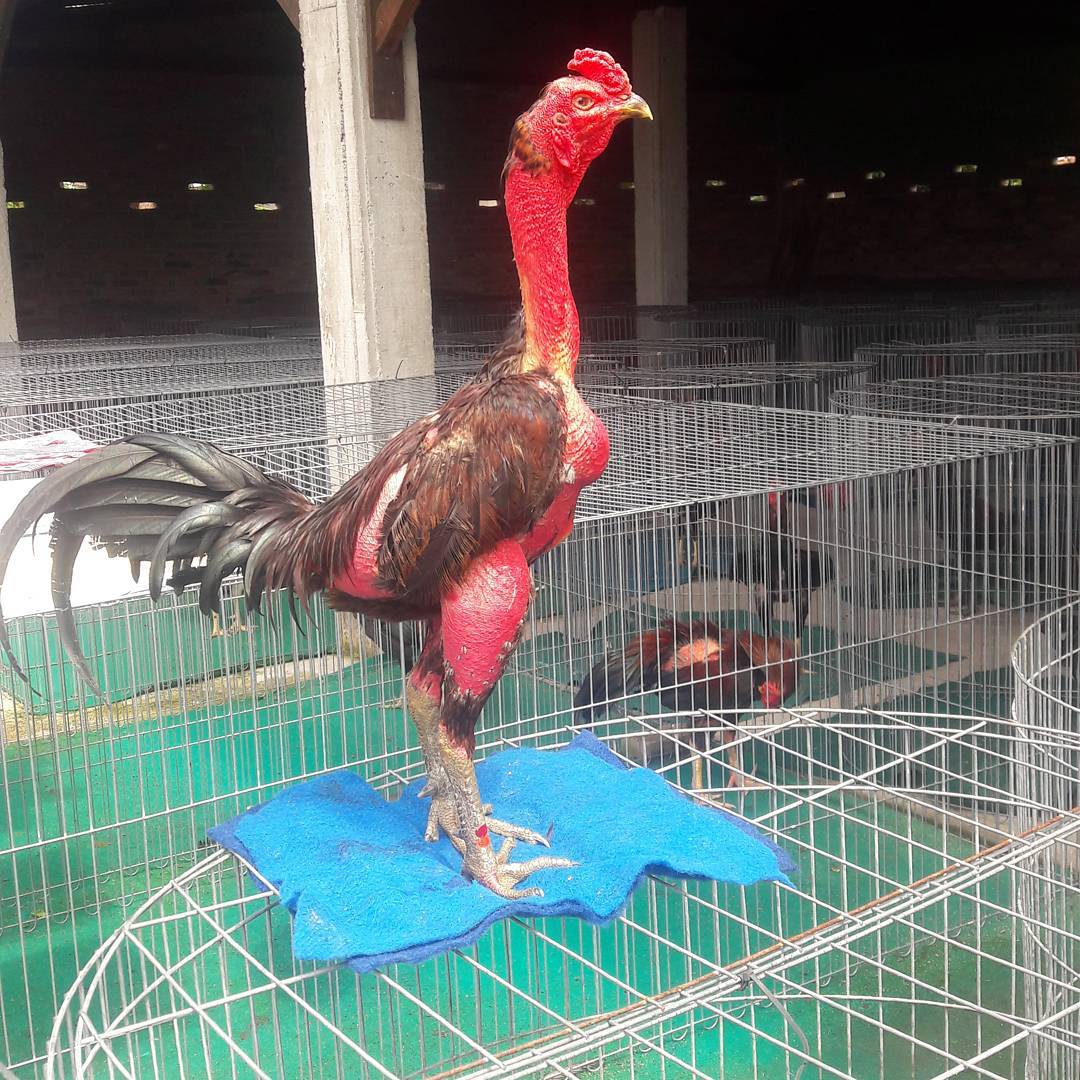 6 Alasan Ayam Laga Kesayangan Anda Wajib Dikhemin