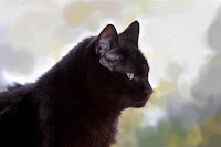 Panzer the cat