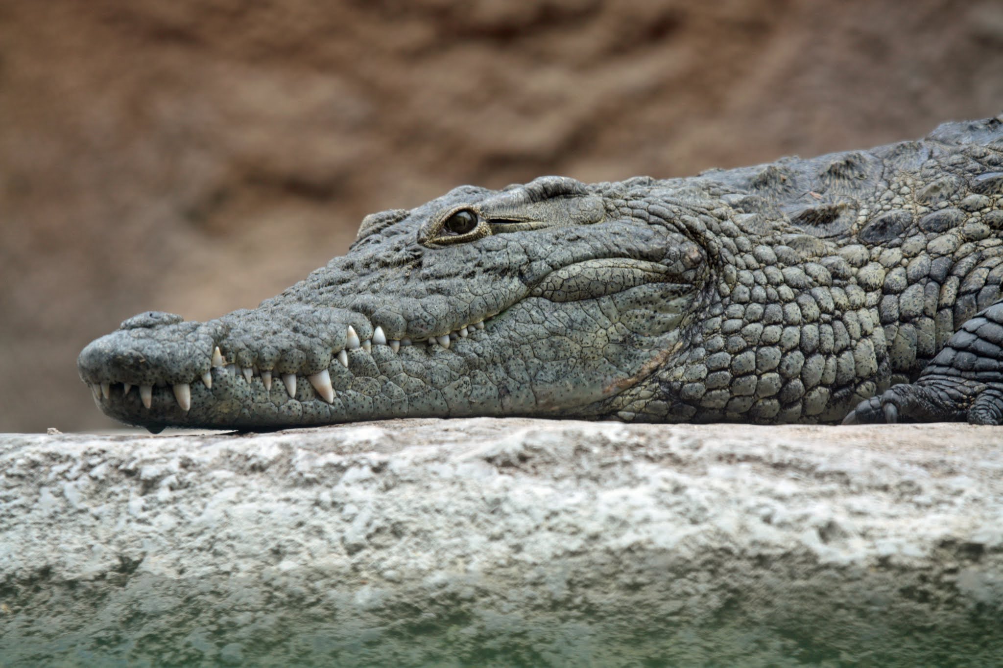 Large Crocodile Found In School Head’s House