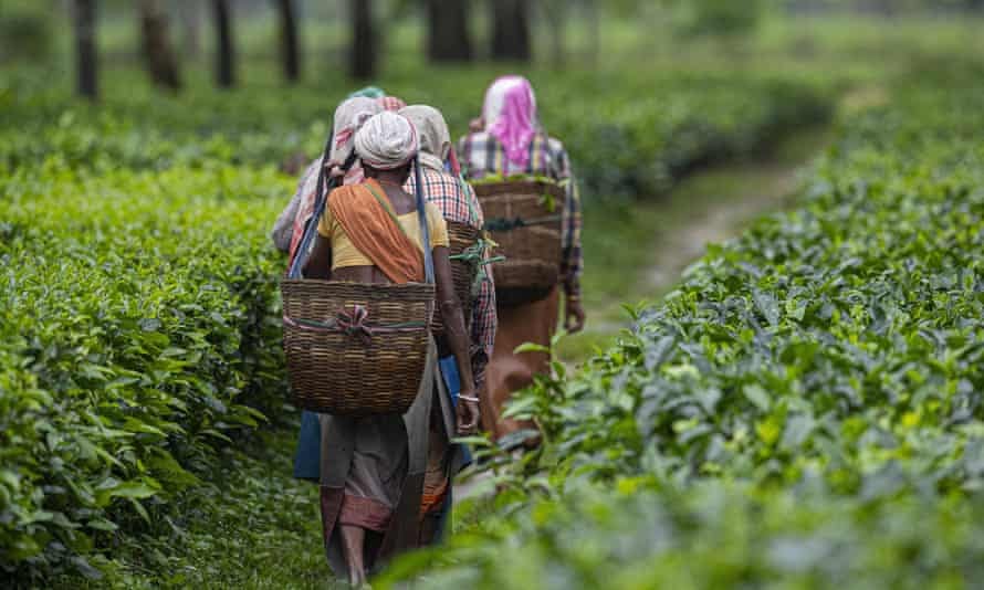 Cultivation of tea in the Nilgiris India & History Part 3 (Role