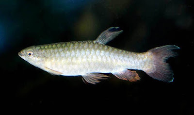 Pirrulina Rachoviana Pirrulina Rachoviana