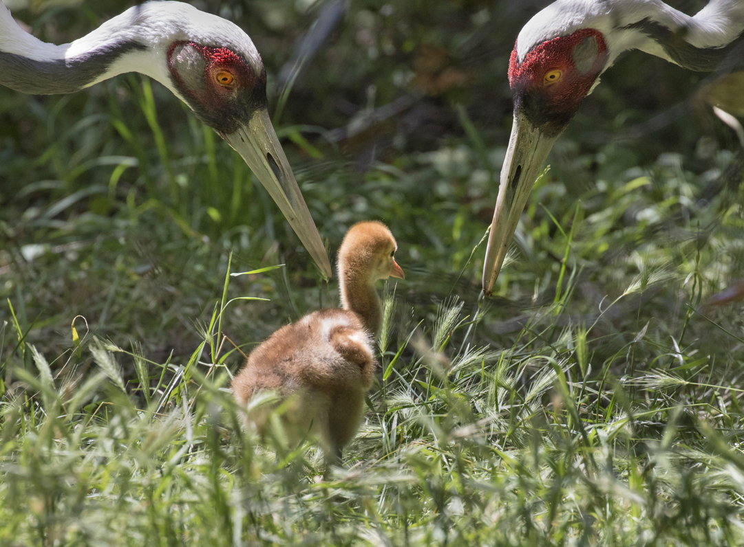 White-naped crane chicks hatch! A symbol of hope for a vulnerable species Porn Photo Hd