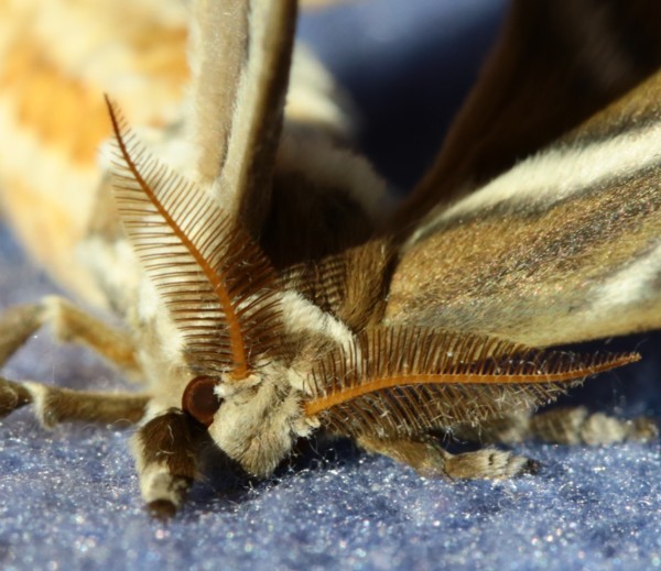 The Silkmoth Spinner: Moths