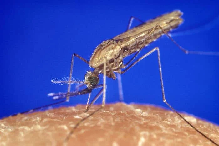 Malaria – Anopheles Mücke