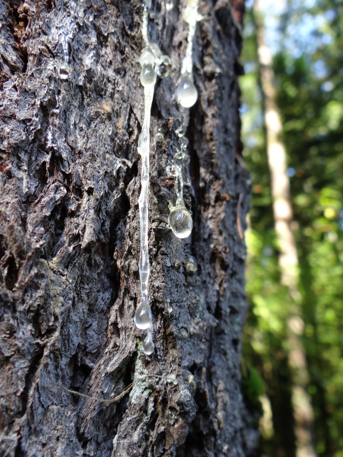 The Abandoned Tree Sap Drip