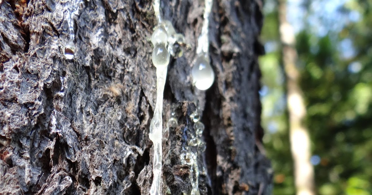 The Abandoned Tree Sap Drip