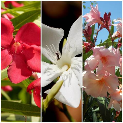 How to grow oleander