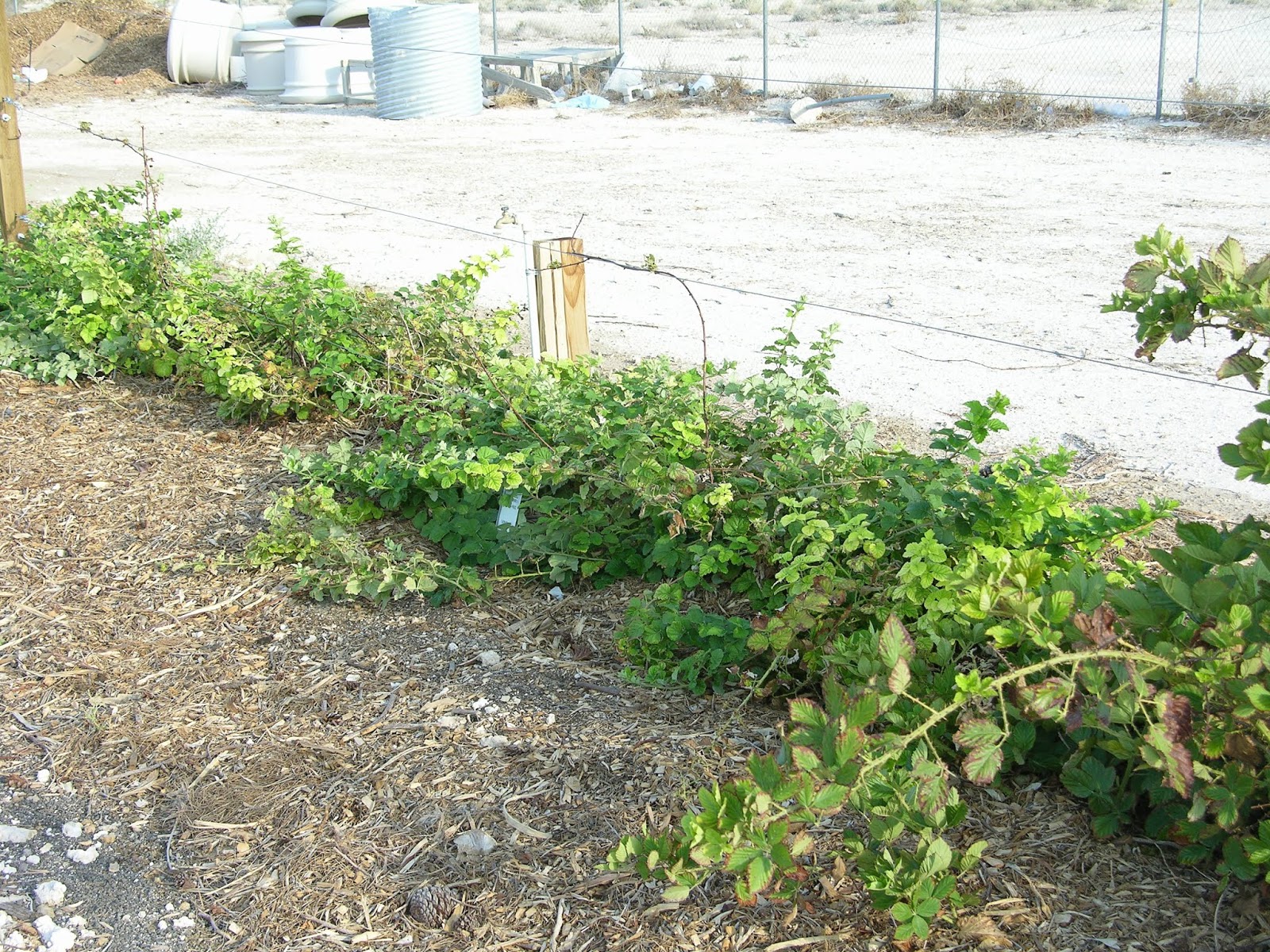 Xtremehorticulture of the Desert Blackberries for Southern Nevada