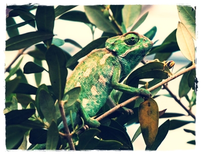 10 Ciri-Ciri Bunglon