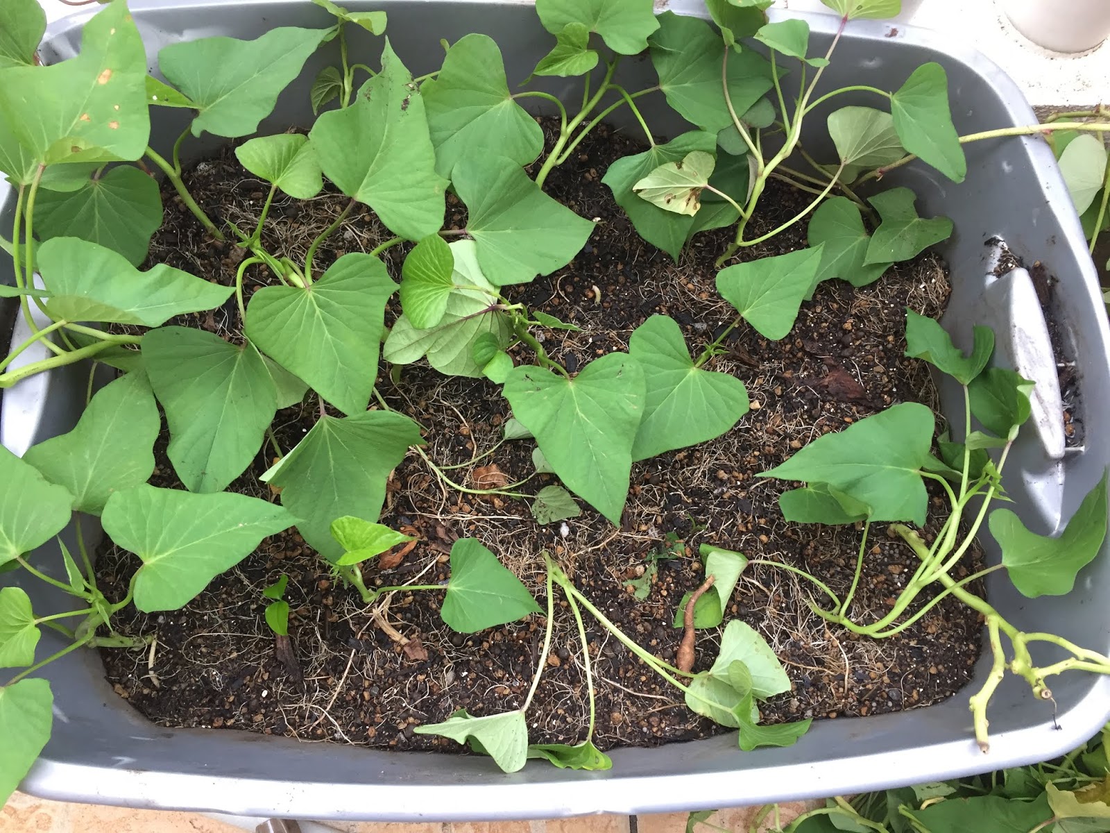 Okinawa Gardener Today's Harvest (26 May) Japanese Sweet Potatoes