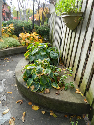 Toronto Downtown Fall Cleanup Before by Paul Jung Gardening Services--a Toronto Gardening Services Company Toronto Downtown Fall Cleanup Before by Paul Jung Gardening Services--a Toronto Gardening Services Company