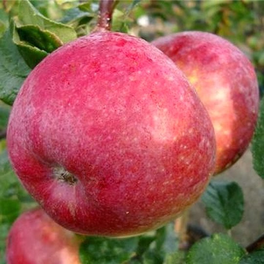 https://www.treesandplants.co.uk/products/Howgate-Wonder-Apple-Trees.html