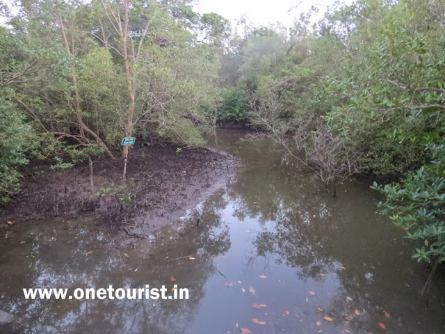 mangrove walk dhani nala rangat andaman