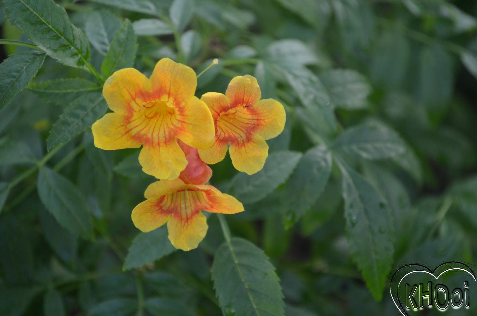 花卉库: 橙钟花
