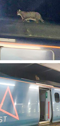 Tabby cat on top of a train which prevented its departure