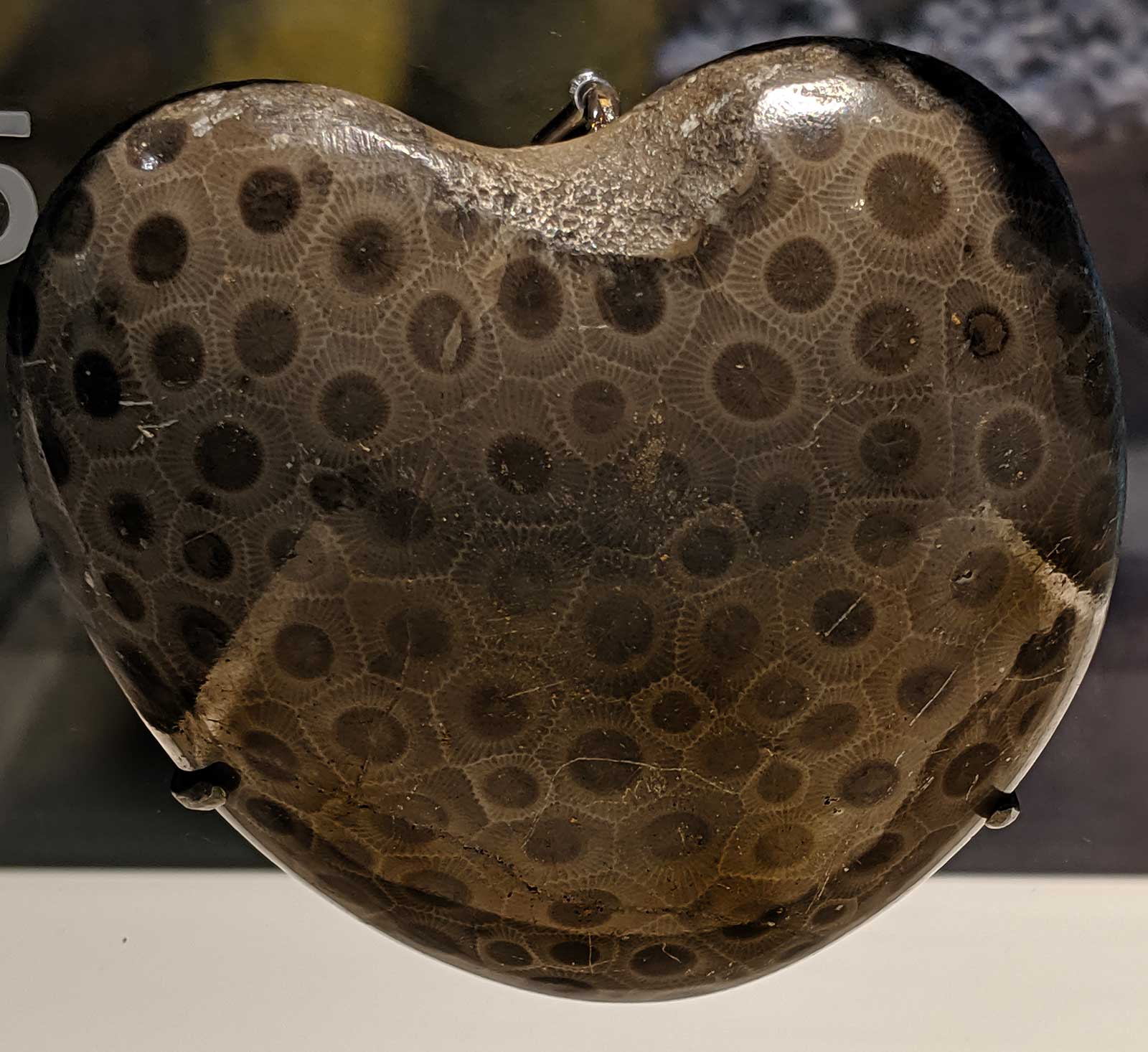 Louisville Fossils and Beyond Polished Prismatophyllum Rugose Coral Fossil