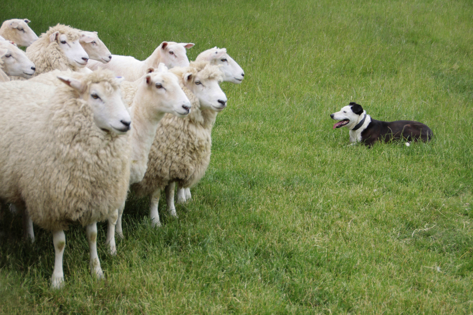 Ягнята ростовская область. Овцеводство ферма. Ферма овец. Новая Зеландия овцы. Фермы овец в Китае.