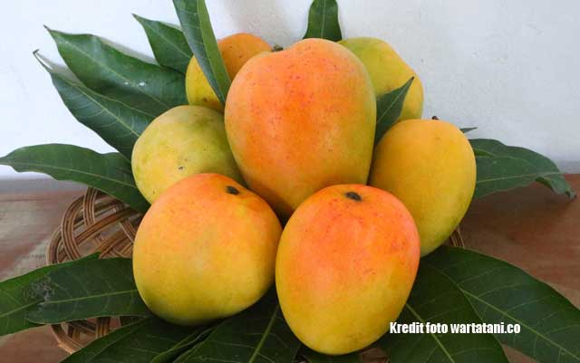 Jenis-jenis Mangga di Indonesia Termanis dan Terpopuler