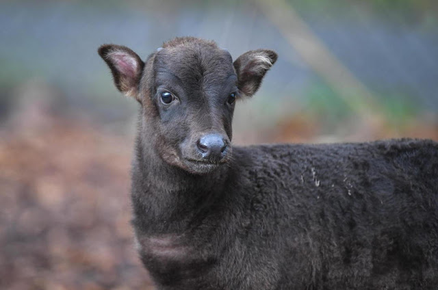 50+ Contoh Hewan yang Tergolong Dalam Kelompok Herbivora