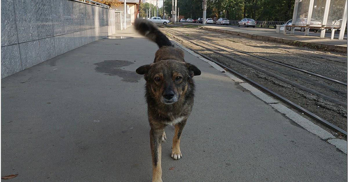 Пес на дороге