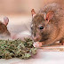 Policías aseguran que ratas se comieron 540 kilos de marihuana decomisada