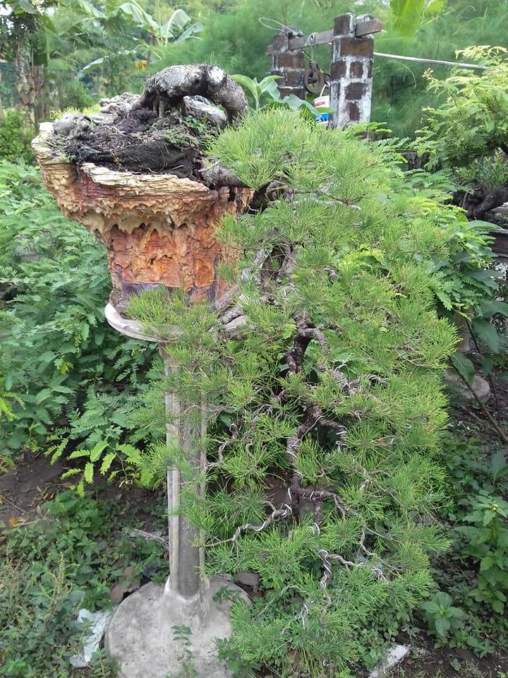 Cara Membuat Bonsai Cemara Udang