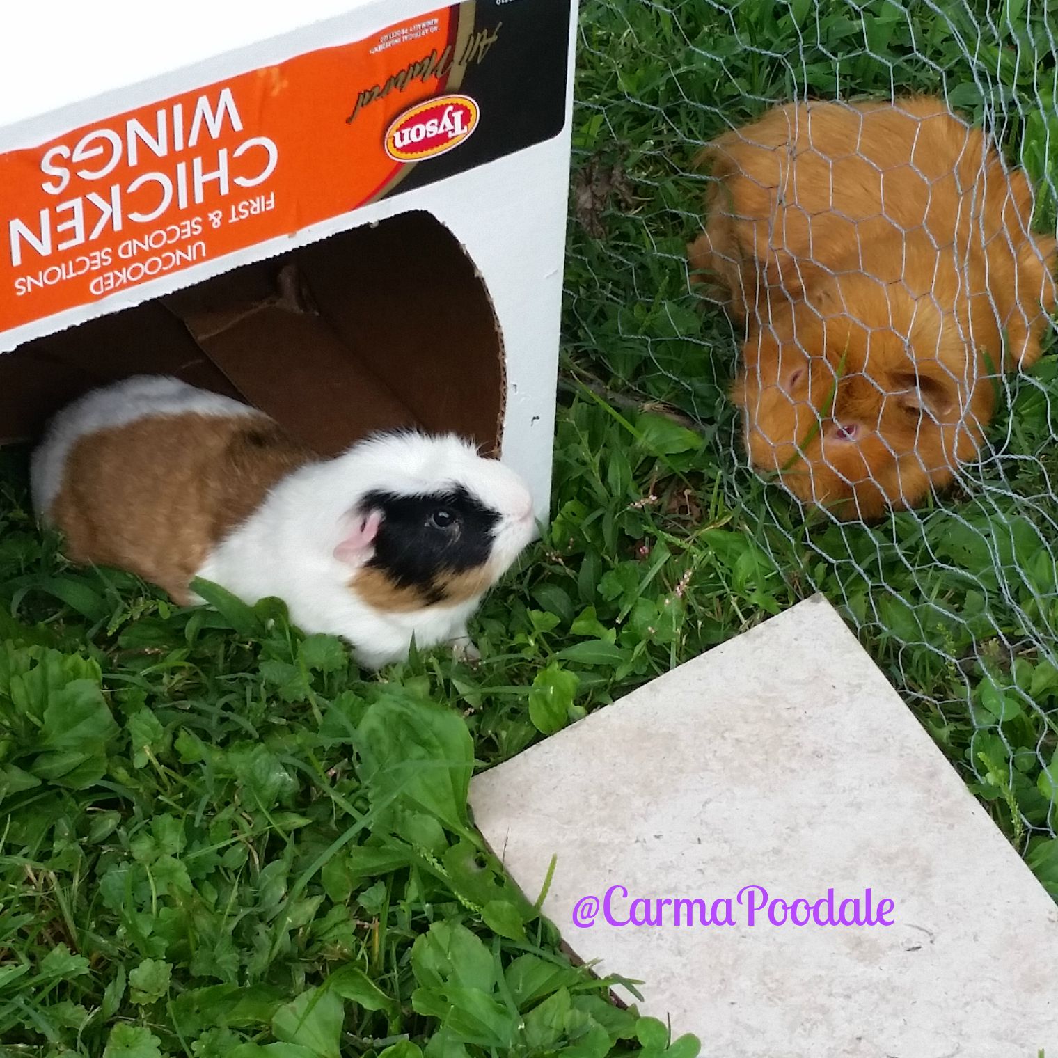 Carma Poodale WW Keeping Guinea Pigs Exercised In The Wintertime