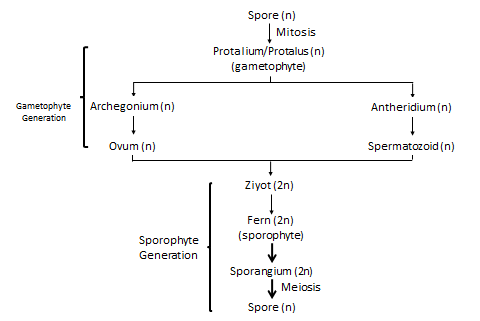 Gambar  . Metagenesis pada tumbuhan paku