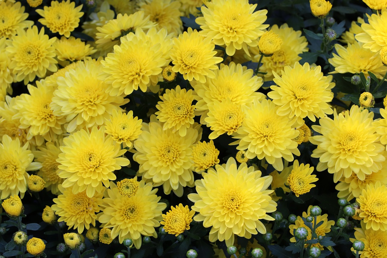 Цветы желтые хризантемы. Хризантема корейская первоклассница. Хризантема корейская «осеннее солнце». Хризантема Silberprinchen.