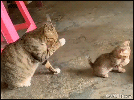 Cute Cat GIF • Synchronized cleaning, Like mother, like child, Me and my mini me. Cute Cat GIF • Synchronized cleaning, Like mother, like child, Me and my mini me.
