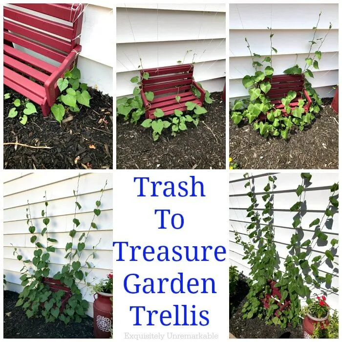 Trash To Treasure Garden Trellis text in center of 5 photos showing various stages of morning glory growing on bench trellis