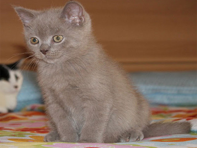 british shorthair personality, english shorthair cat
