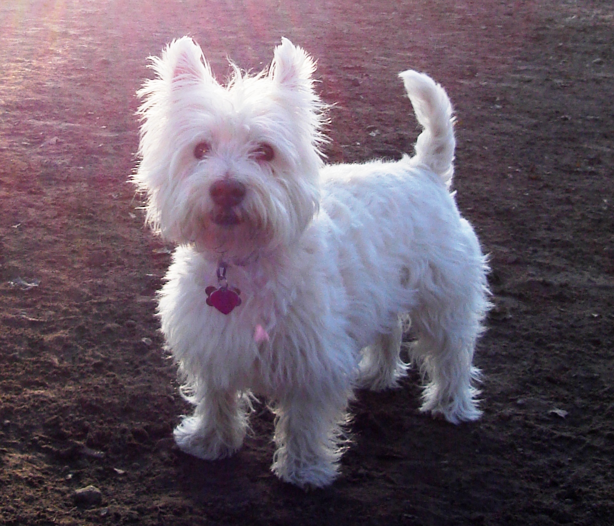 Background images hd 1080p free download Wallpaper Desktop Westie Dog