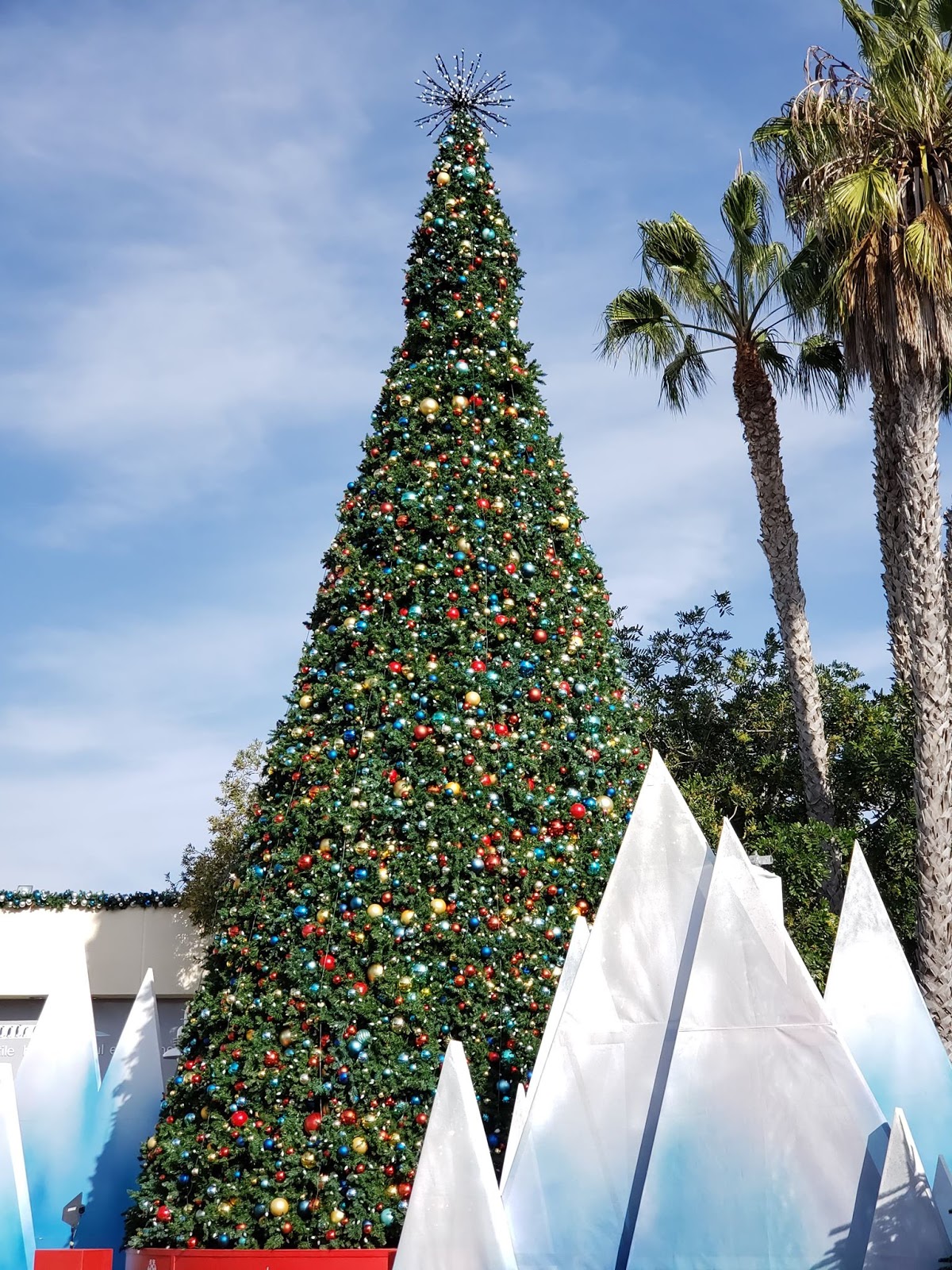 san diego christmas trees Shawn Reaves