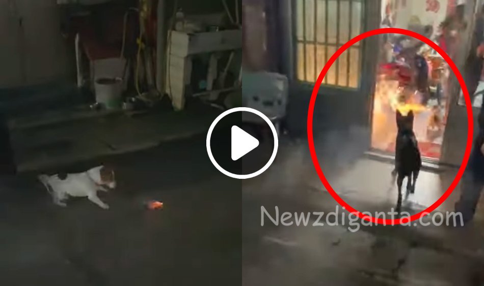 “அடேய் வீட்ட கொளுத்திட்டியே டா படுபாவி… ரொம்ப சேட்டை புடிச்ச நாயா இருக்கும் போல !! “அடேய் வீட்ட கொளுத்திட்டியே டா படுபாவி… ரொம்ப சேட்டை புடிச்ச நாயா இருக்கும் போல !!