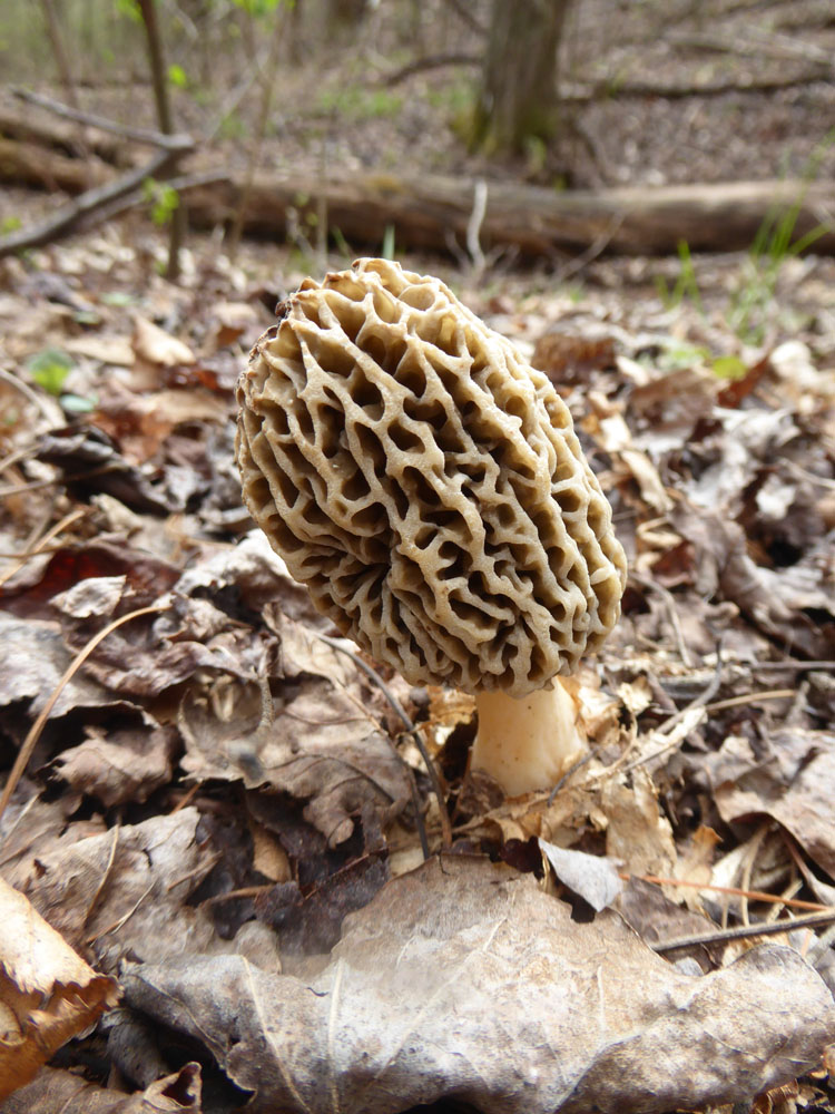 The Enchanted Tree Morel season!