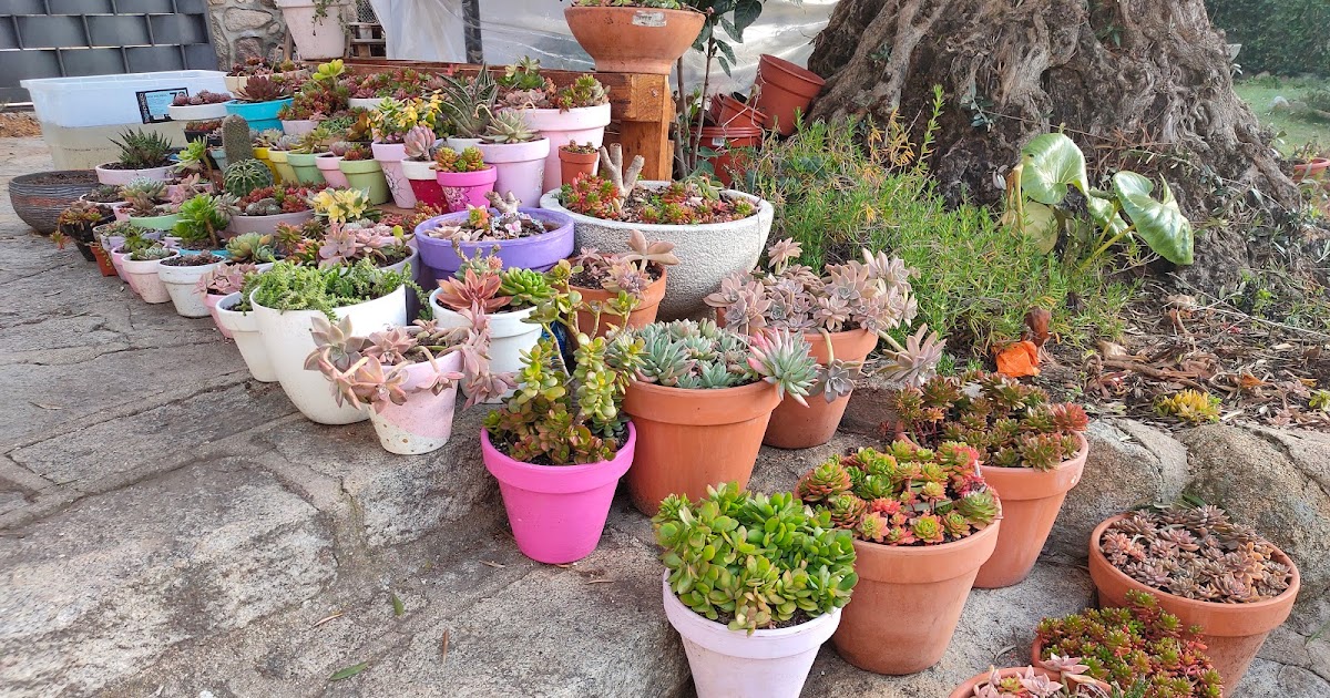 Mi colección de Suculentas: MI JARDÍN