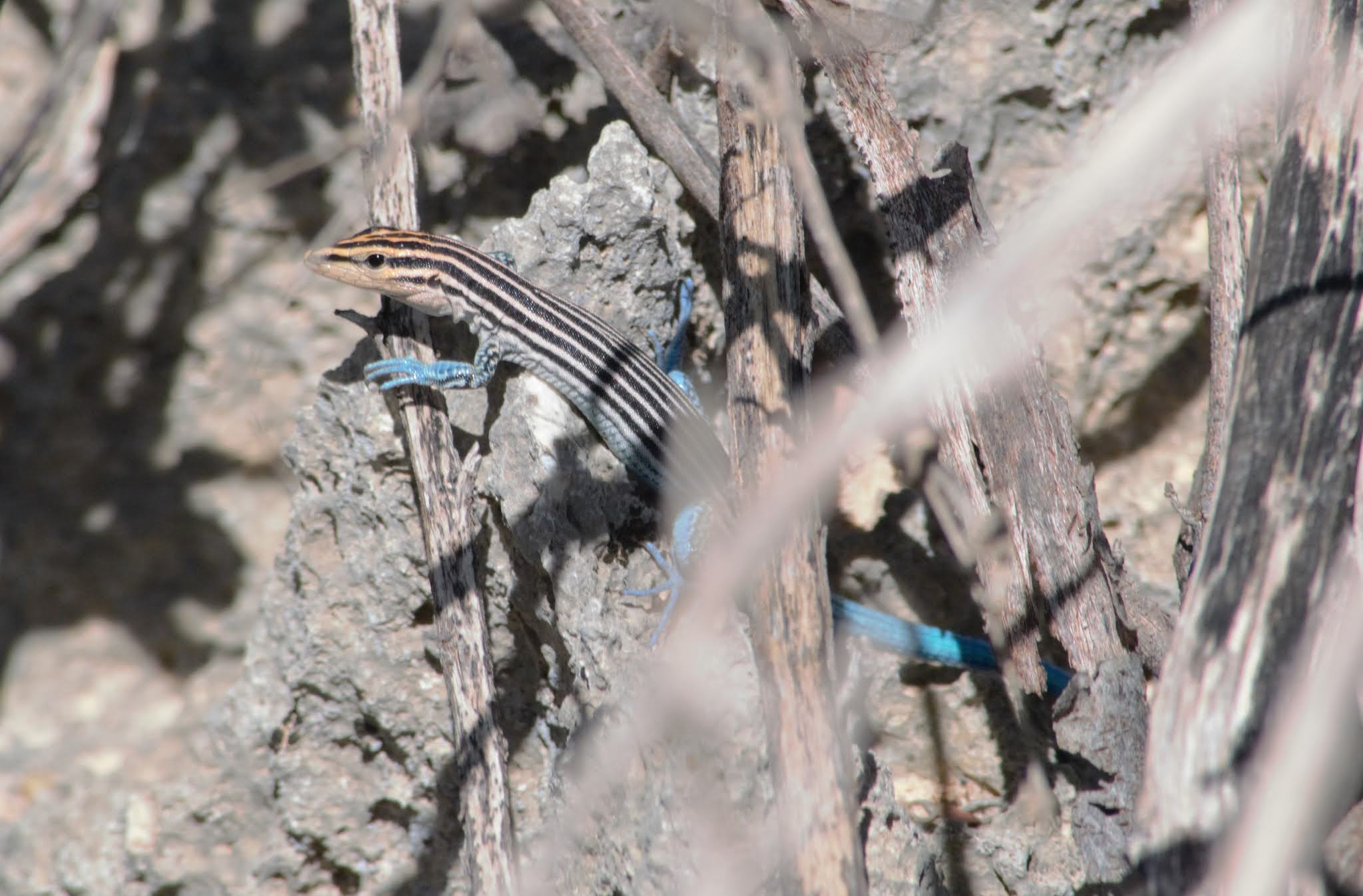 Lagartija de Cola Azul. Fauna Dominicana