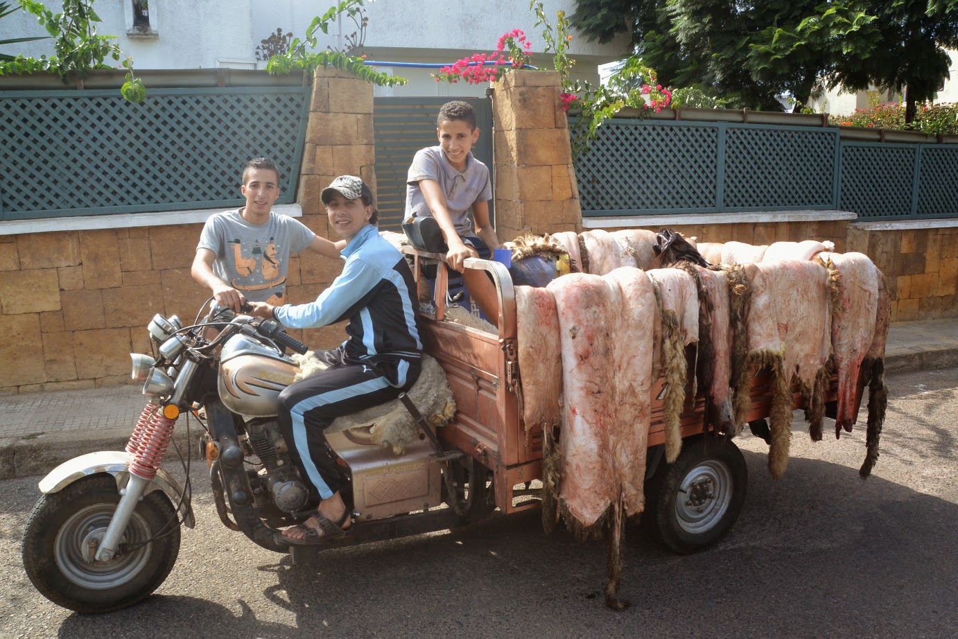 Aïd el Kébir - Quand il faut égorger les moutons - Tortues Nomades