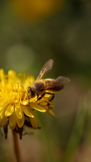 Bee, Dandelion, Flower.  Download free hd wallpaper and background image