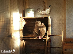 winter chicken chickens coop eggs supplemental adding against case way