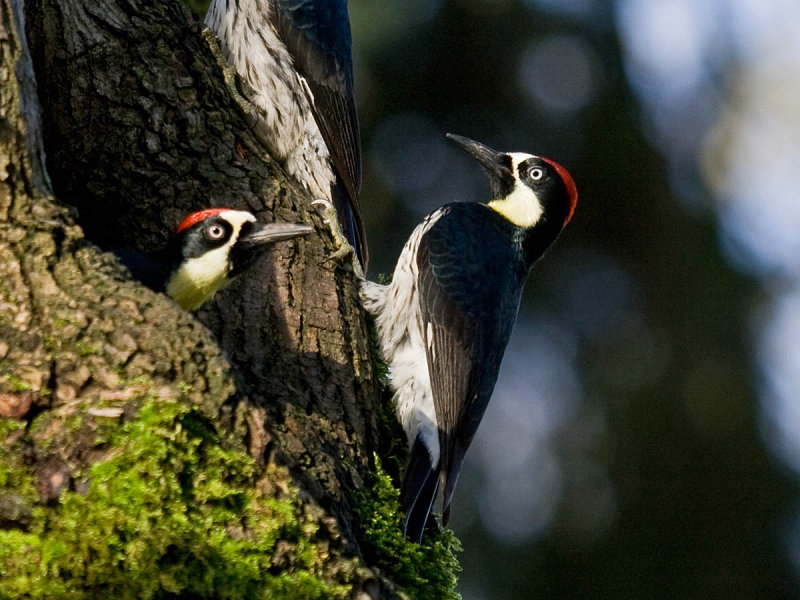 Where can I get some