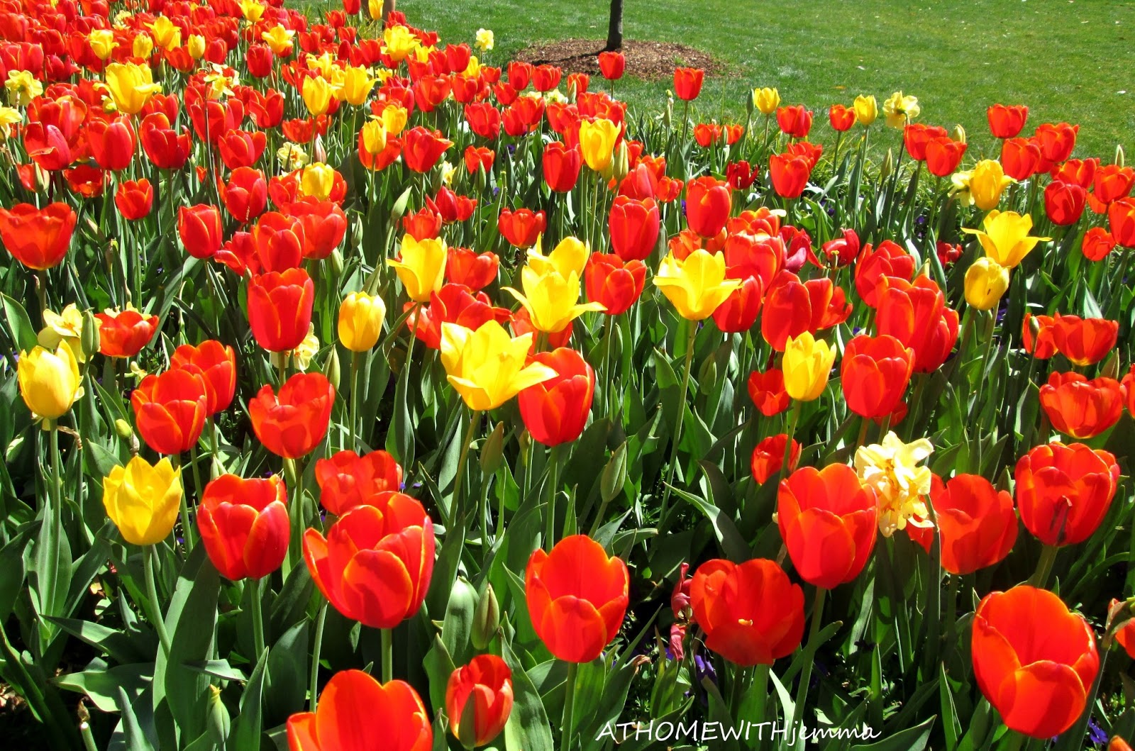 Ruby Tuesday Azaleas Herz S Life