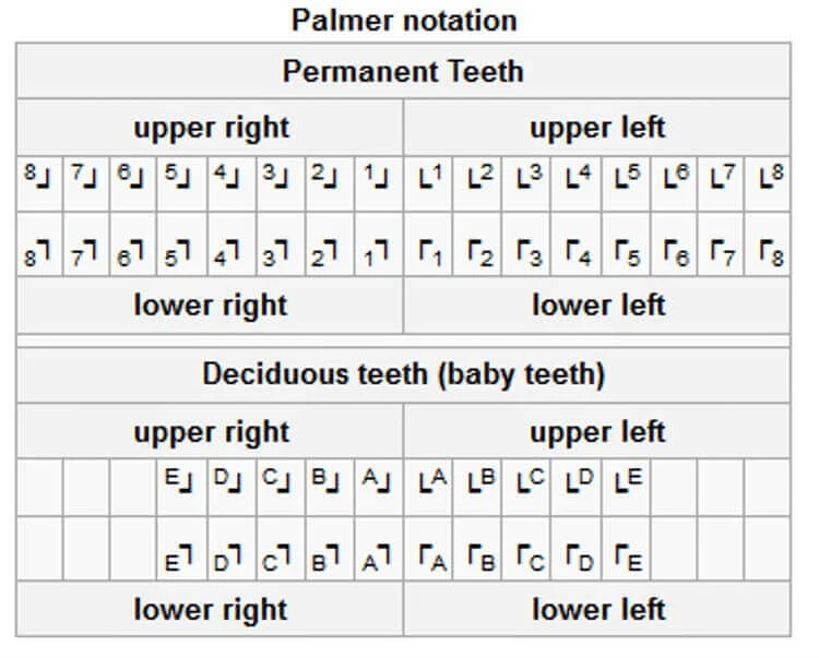 Dental anatomy , Formation of the Dentitions | Nomenclature | NOTATION SYSTEM