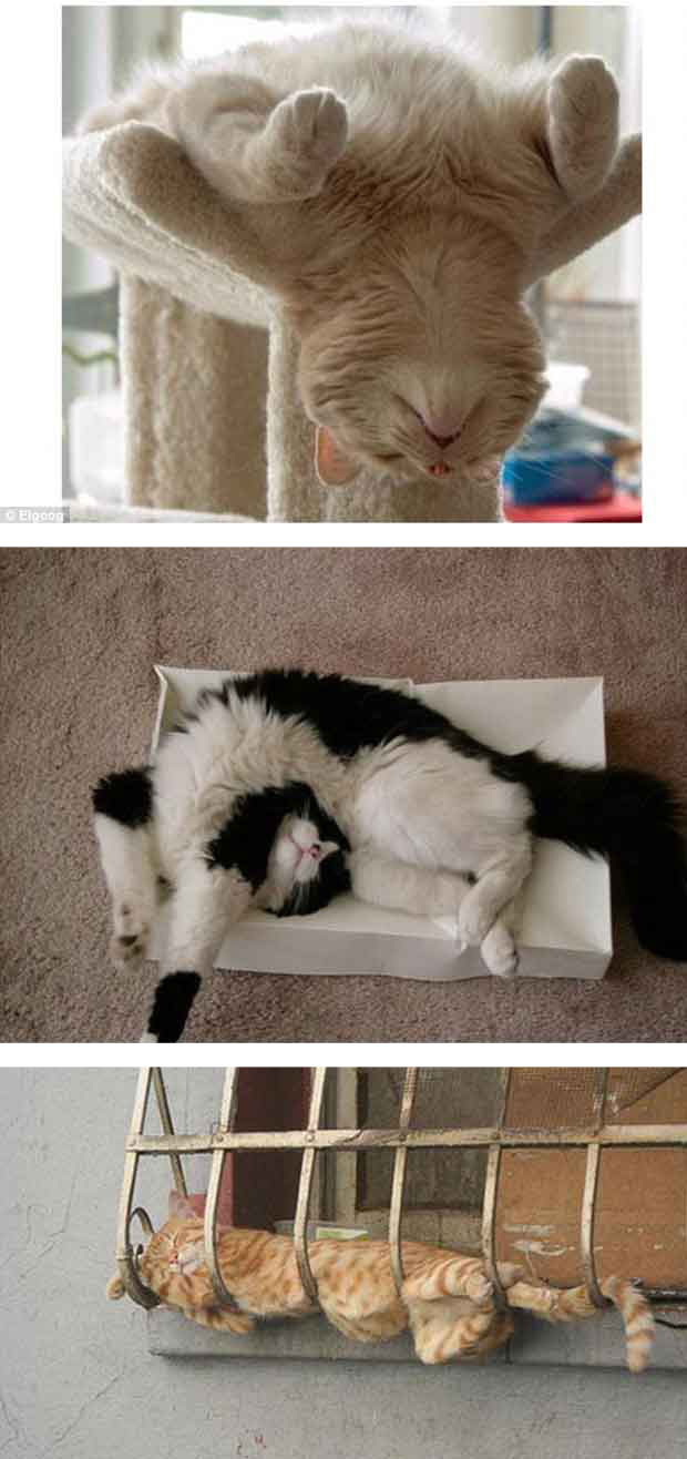 COMEL KOT - Koleksi Kucing - kucing Sedang Tidur Yang Cute 