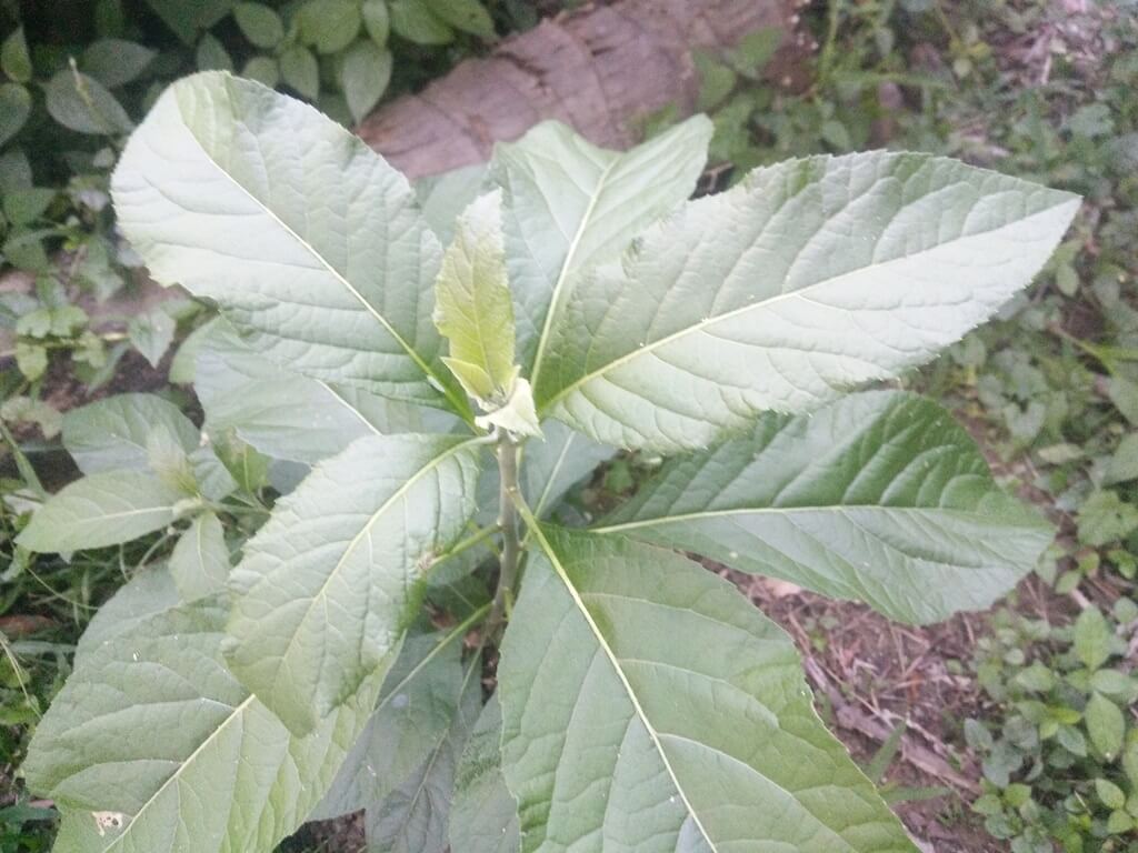 Buah pokok ketum