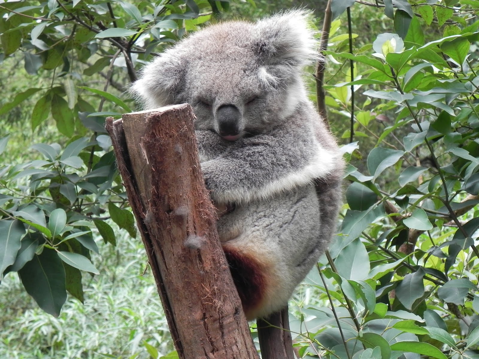 Красная коала. Коала на дереве. Эвкалипт дерево коала. Коала ест эвкалипт.