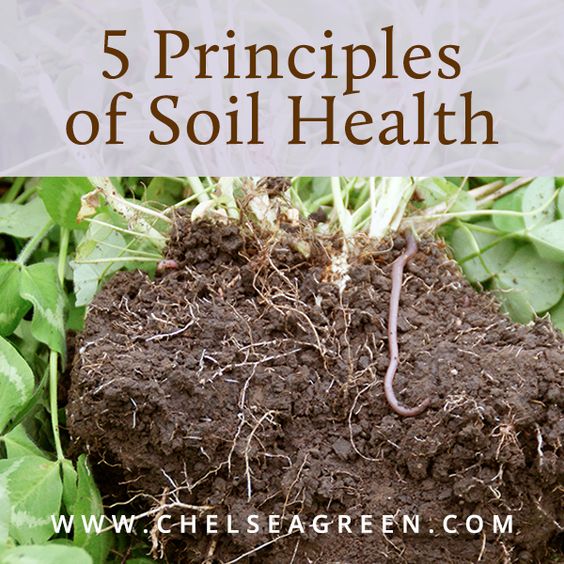 Soil is all around us. We walk on it every day. We dig and play and plant in it. We harvest from it and nourish ourselves thanks to it. And yet, many of us aren't aware just how critical a resource it is for our future. It's the basis for healthy food production, is a crucial tool in maintaining resilience to floods and droughts, and is host to a quarter of our planet's total biodiversity. So, when Gabe Brown puts out a call to protect soil health, we would all do well to heed his advice. The following excerpt is from Dirt to Soil by Gabe Brown. It has been adapted for the web. Our lives depend on soil. This knowledge is so ingrained in me now that it's hard for me to believe how many soil-destroying practices I followed when I first started farming. I didn't know any better. In college I was taught all about the current industrial production model, which is a model based on reductionist science, not on how natural ecosystems function. The story of my farm is how I took a severely